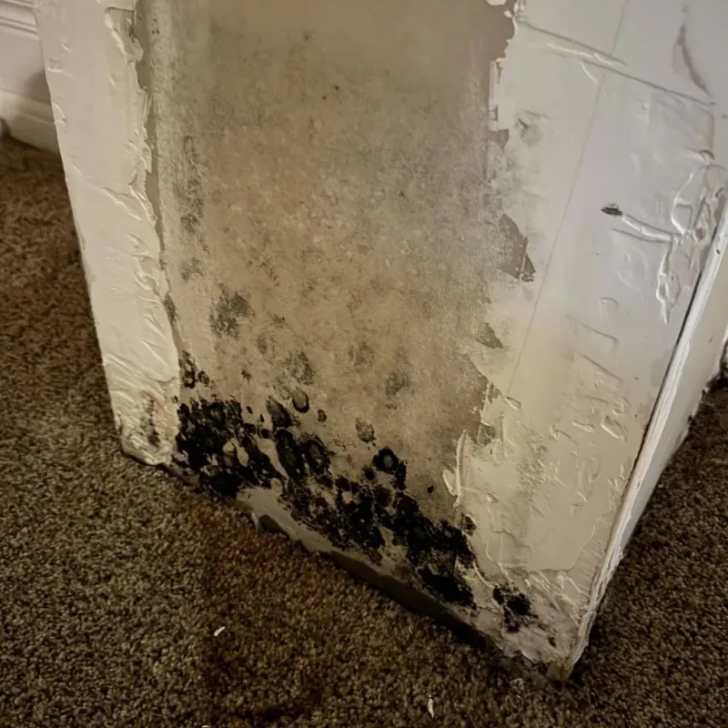 Professional Mold Removal in Madison County, OH